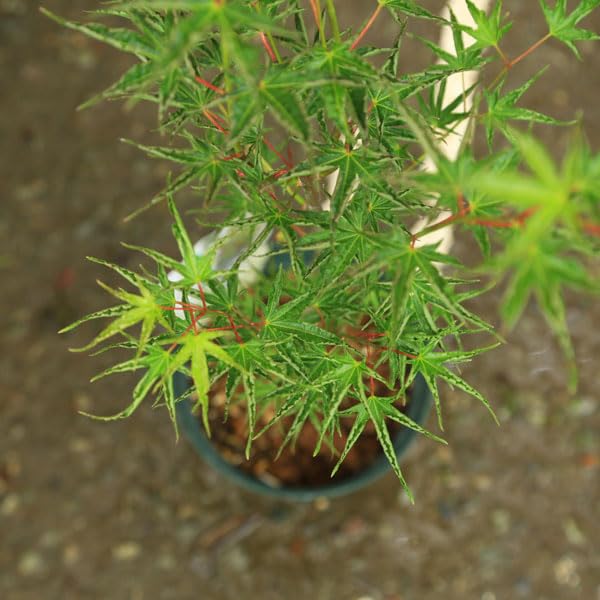 Amazon.co.jp: 庭木・植木 庭木苗：置霜モミジ（オキシモもみじ）*おき
